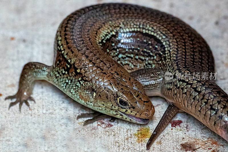 主要Skink (Bellatorias frerei)